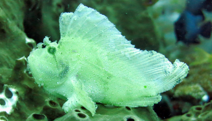 Leaf Scorpionfish (White Variation)